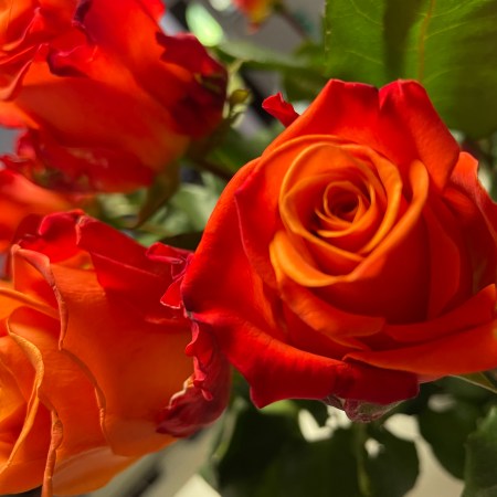 Orange roses (close up of blooms with green foliage).