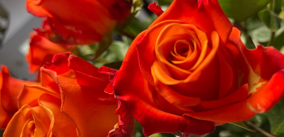 Orange roses (close up of blooms with green foliage).