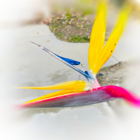 Bird of Paradise flower