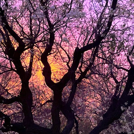 silhouetted tree on orange sky