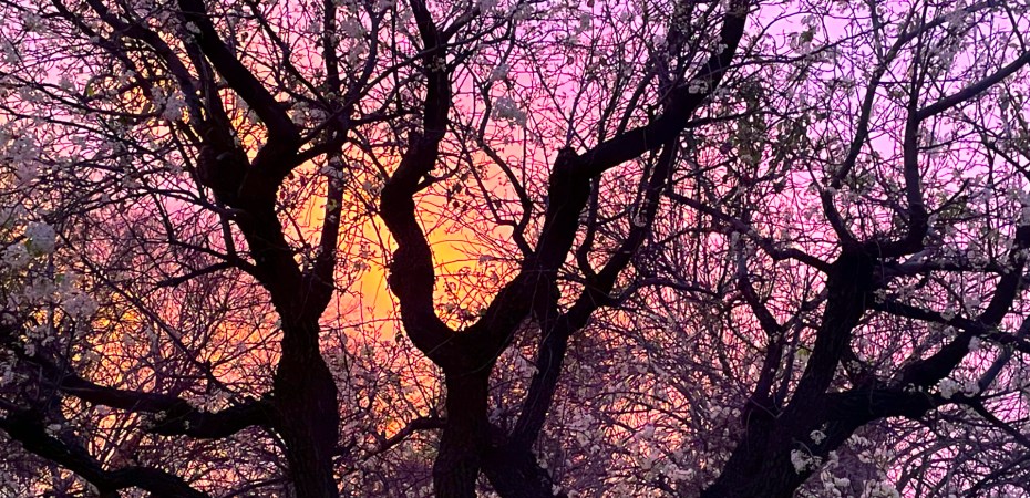 silhouetted tree on orange sky