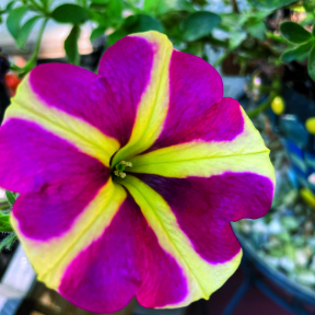 Striped Pansy