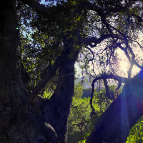 Oak Tree