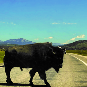 bison, road, crossing