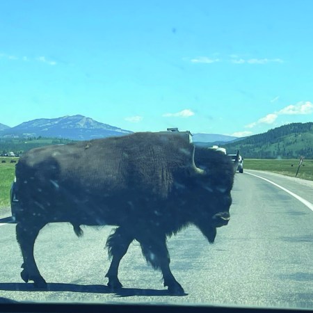 Wyoming bison