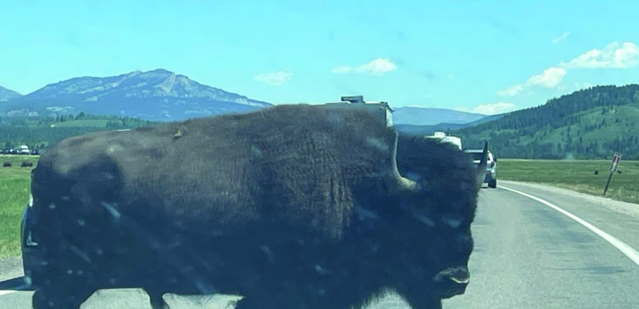 Wyoming bison